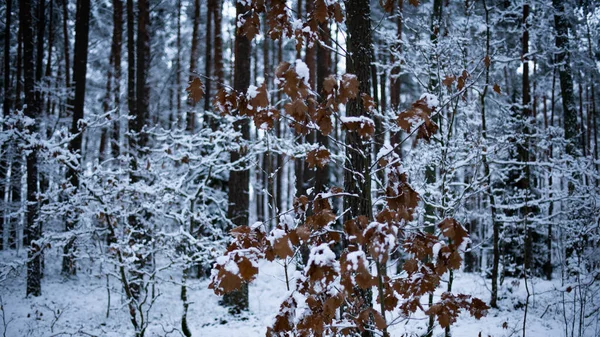 Vackert Vinterlandskap Med Snötäckta Träd — Stockfoto