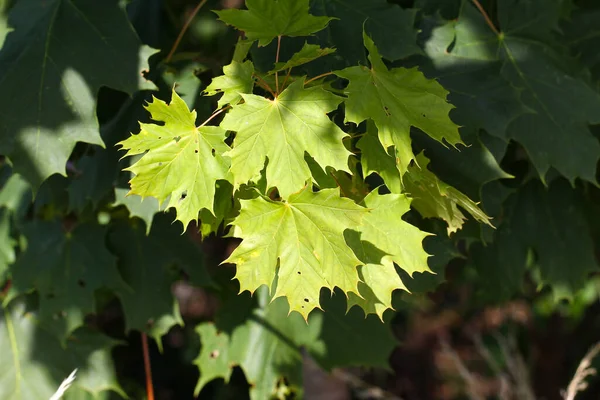 Grüne Blätter Eines Baumes — Stockfoto
