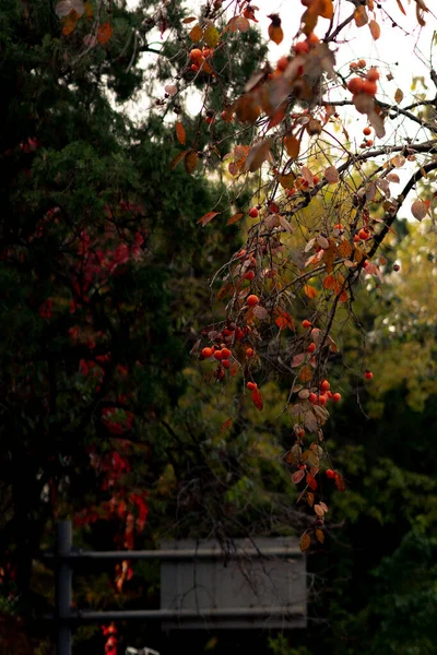 美しい紅葉や秋の季節 — ストック写真