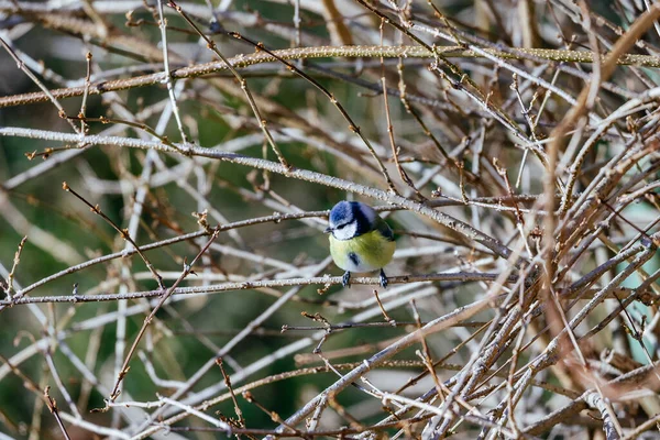 Fågel Trädet — Stockfoto