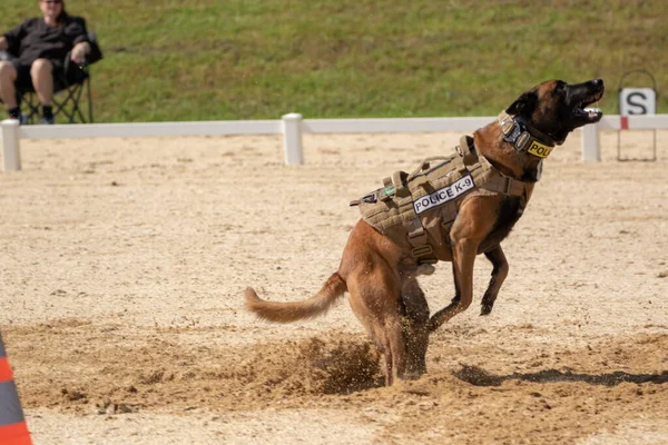 Собака Бежит Соревнованиях — стоковое фото