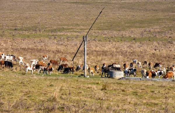 Cows Pasture — Stock Photo, Image