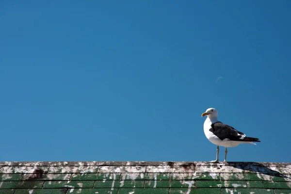 屋根の上のカモメ — ストック写真