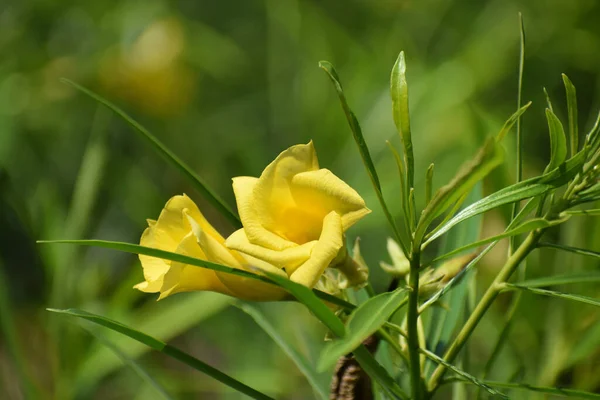 Gul Oleander Blomsterbild Tagen Howrah Västbengalen Indien — Stockfoto