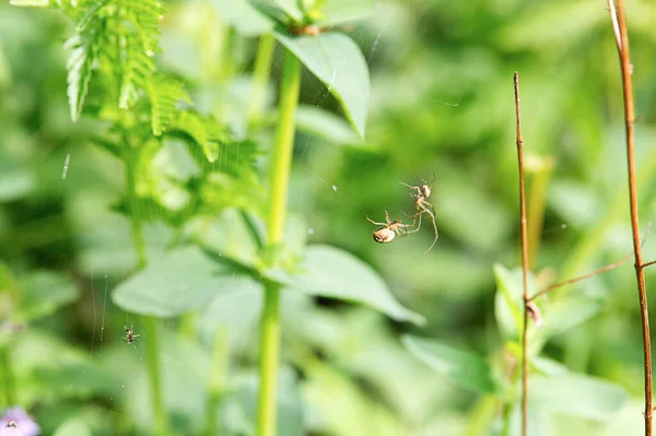 거미의 곤충을 클로즈업 — 스톡 사진