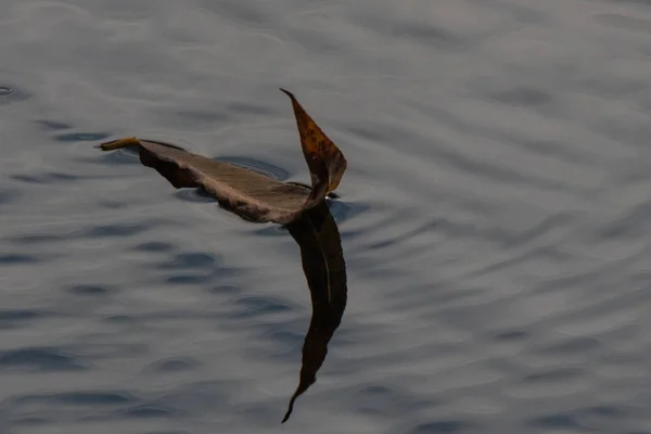 Gaviota Volando Mar — Foto de Stock