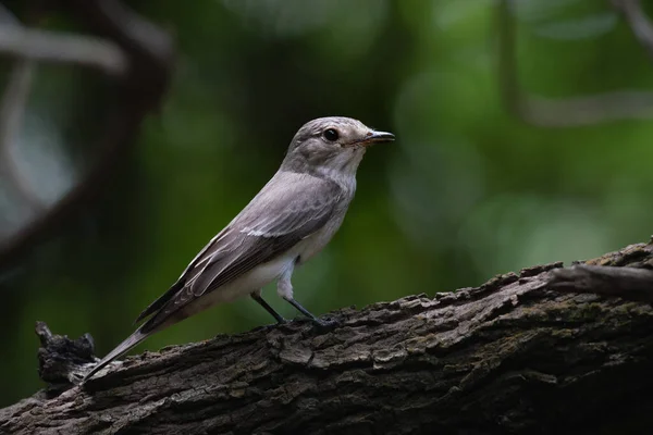 Een Vogel Een Tak Van Een Boom — Stockfoto