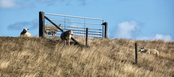 Uma Manada Cabras Pastando Pasto — Fotografia de Stock