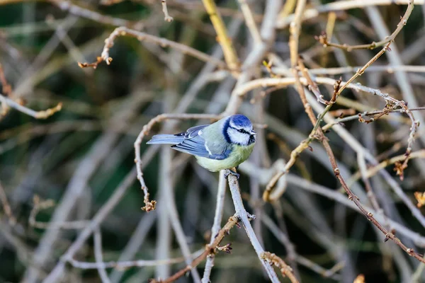 Mare Pițigoi Parus Major Așezat Ramură — Fotografie, imagine de stoc