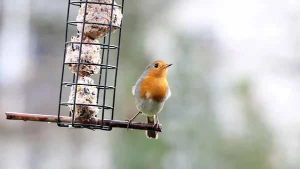 Pájaro Sentado Cerca Del Alimentador —  Fotos de Stock