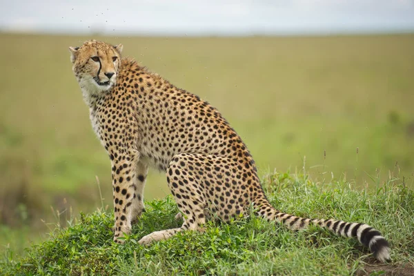 Леопард Траві — стокове фото