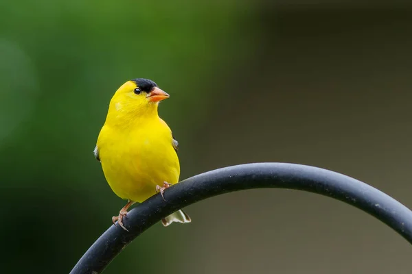 Pássaro Está Sentado Galho — Fotografia de Stock