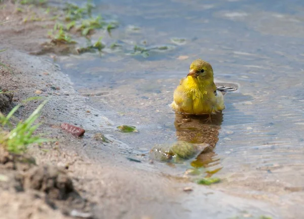 Small Bird Sitting Ground Water — Stock Photo, Image