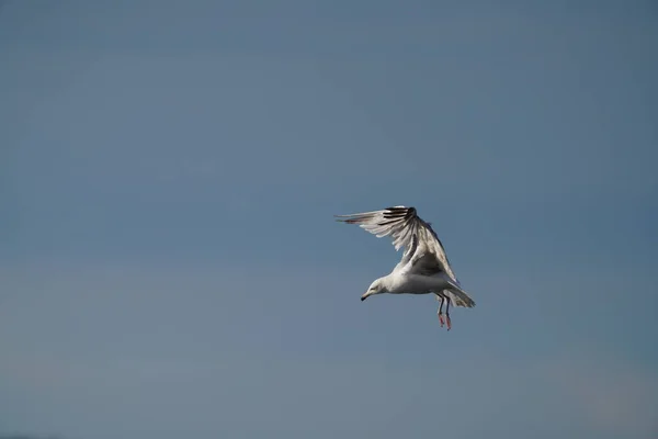 Gaivota Voando Céu — Fotografia de Stock