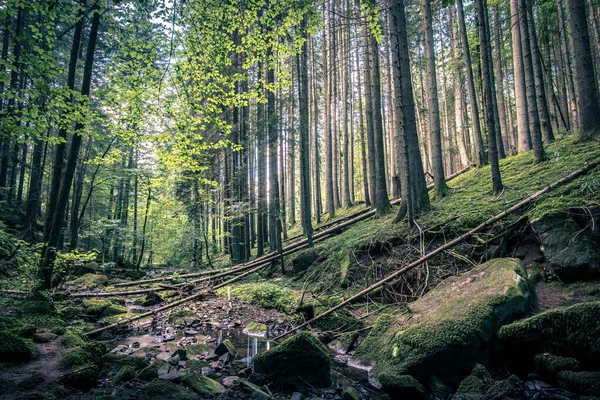 Όμορφο Δάσος Στα Βουνά — Φωτογραφία Αρχείου
