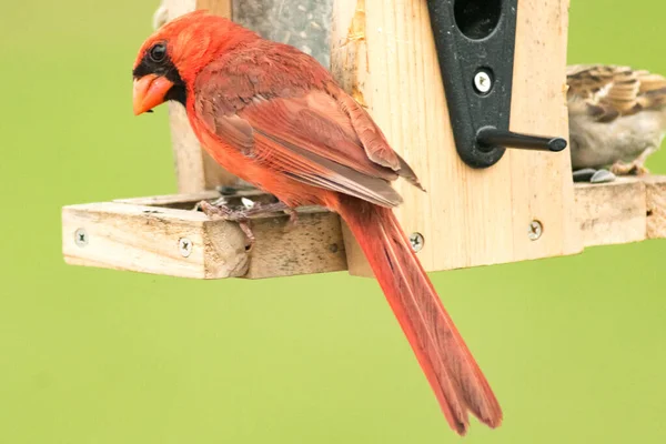 Eine Nahaufnahme Eines Schönen Vogels — Stockfoto