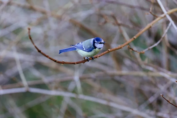 Fågel Gren Skogen — Stockfoto