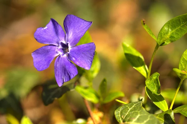 Schöne Lila Blumen Garten — Stockfoto