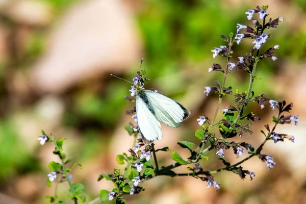 Pieris Brassicae Borboleta Sentado Algumas Flores Outono — Fotografia de Stock