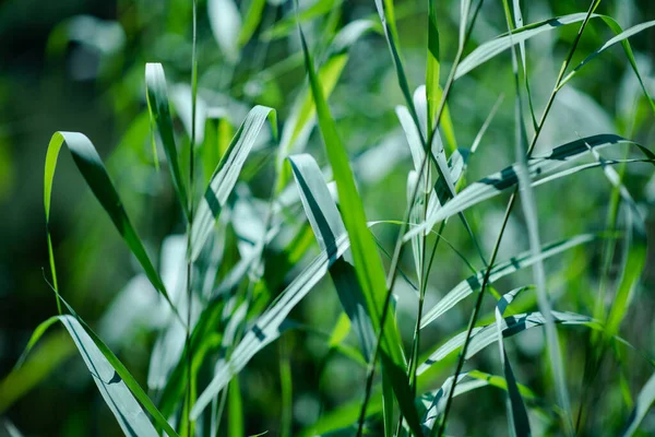 Зеленая Трава Капли Росы Землю — стоковое фото