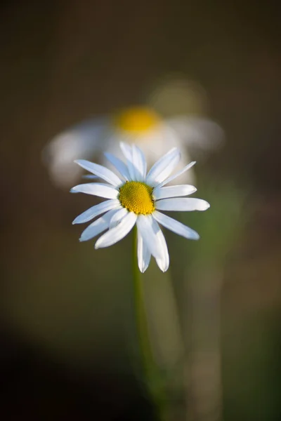 Krásná Bílá Sedmikráska Květina Zahradě — Stock fotografie