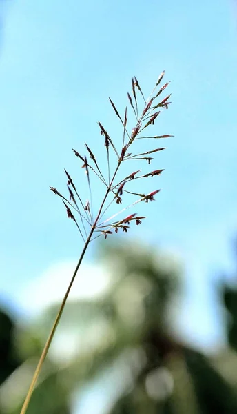 Belo Tiro Botânico Papel Parede Natural — Fotografia de Stock