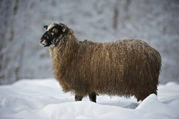 Ovelhas Neve — Fotografia de Stock