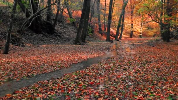 Scenery Small Steam Autumn Forest Yellow Leaves — Vídeo de stock