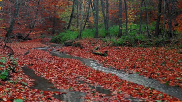 Scenery Small Steam Autumn Forest Yellow Leaves — Vídeo de stock