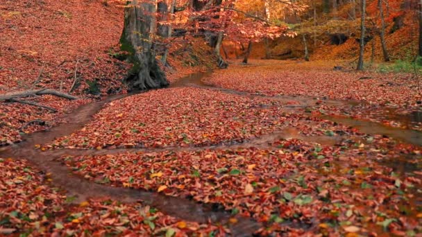 Scenery Small Steam Autumn Forest Yellow Leaves — Stock video