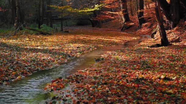 Scenery Small Steam Autumn Forest Yellow Leaves — стоковое видео