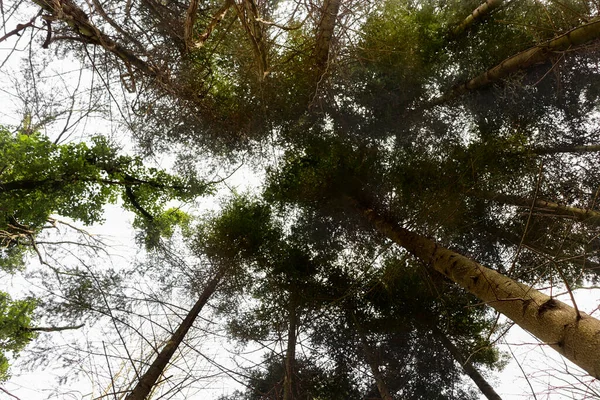 Foglie Verdi Nel Bosco — Foto Stock