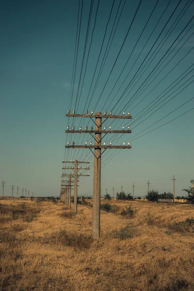 Poteau Bois Les Traverses Supportent Les Fils Électriques Milieu Rural — Photo