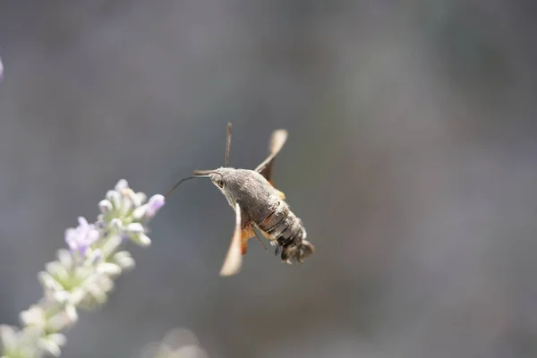 Κοντά Μια Μέλισσα Ένα Λουλούδι — Φωτογραφία Αρχείου