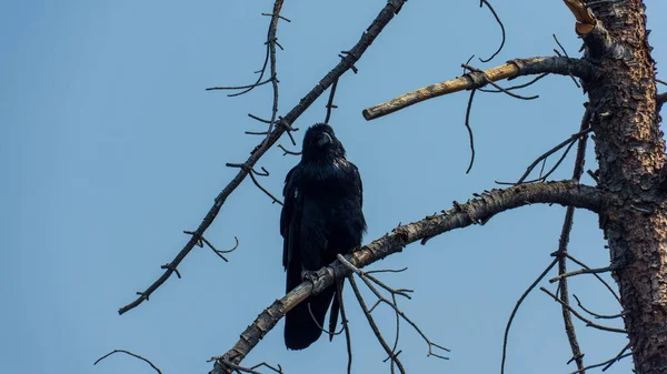 Schwarze Krähe Auf Dem Baum — Stockfoto