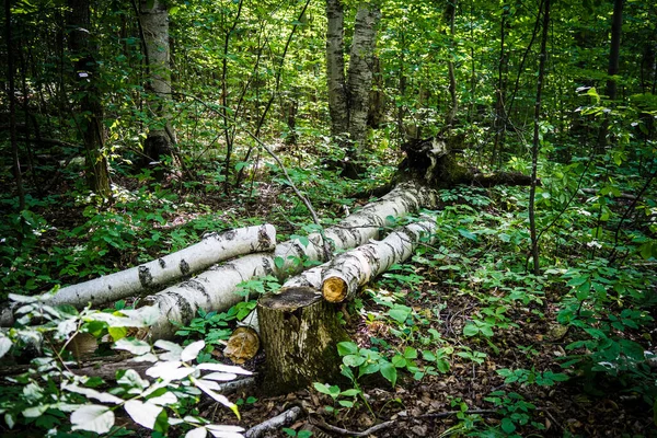 Erdő Erdőben — Stock Fotó