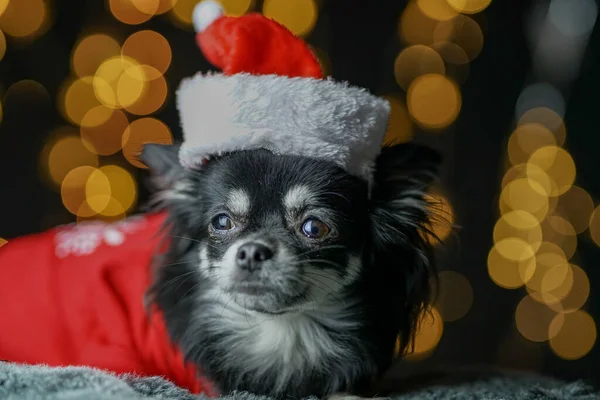 Söt Hund Med Jul Dekoration Bakgrunden Den Öppna Spisen — Stockfoto