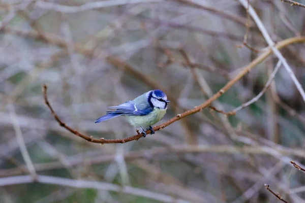 Ein Vogel Auf Einem Ast Eines Baumes — Stockfoto