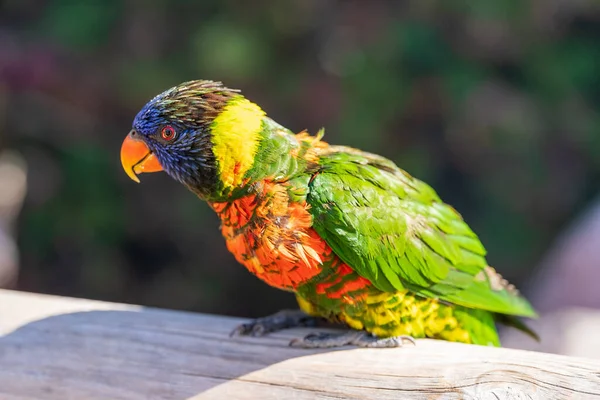 Egy Közeli Kép Egy Gyönyörű Papagájról Amint Egy Ágon — Stock Fotó