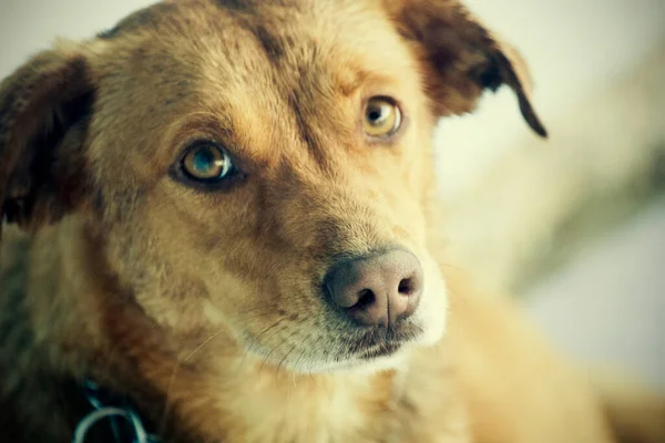 Vista Del Cane Carino — Foto Stock