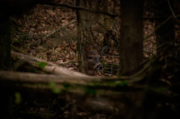 Une Photo Noir Blanc Jeune Loup Européen Dans Forêt — Photo