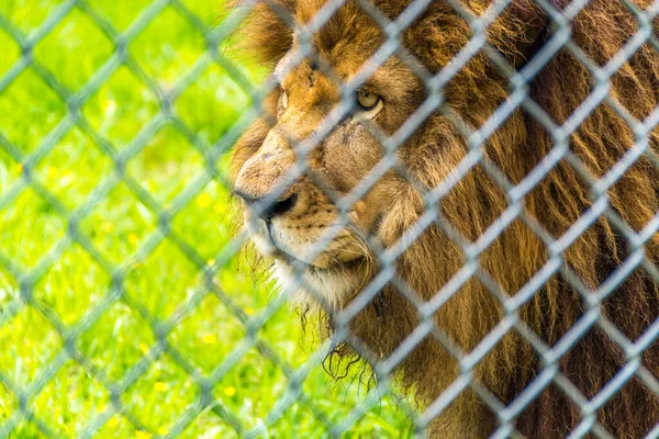 Κλείσιμο Του Λιονταριού Στο Ζωολογικό Κήπο — Φωτογραφία Αρχείου