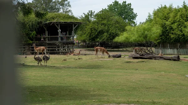 Uma Manada Cabras Fazenda — Fotografia de Stock