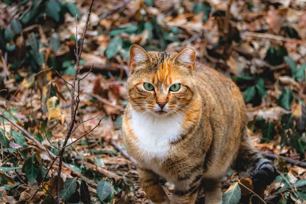 Een Kat Het Bos — Stockfoto