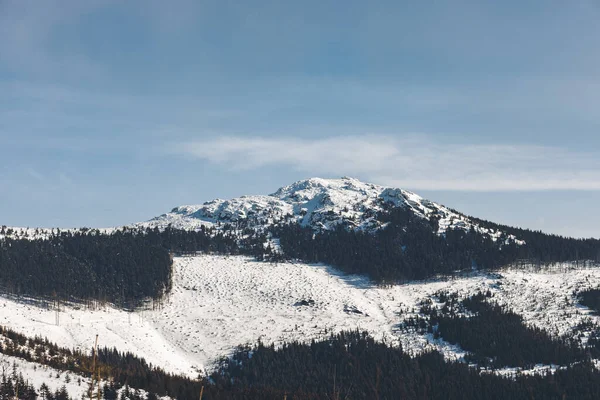 美丽的风景 山上覆盖着白雪的树木 — 图库照片