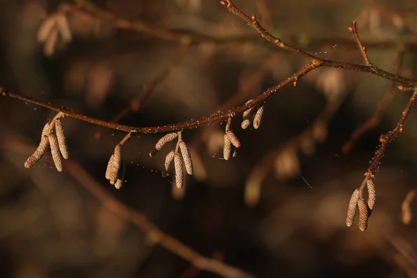 Ramas Árboles Con Pendientes Tiempo Soleado — Foto de Stock