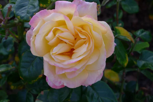 庭の美しいバラの花 — ストック写真