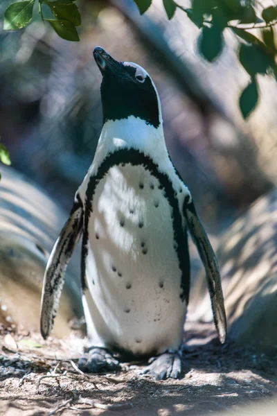 Primer Plano Pingüino Una Playa — Foto de Stock
