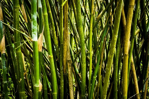 Tiges Bambou Vert Gros Plan — Photo