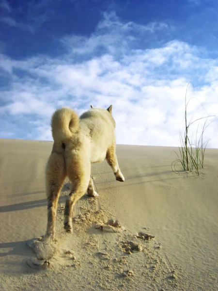 Vista Cão Bonito — Fotografia de Stock